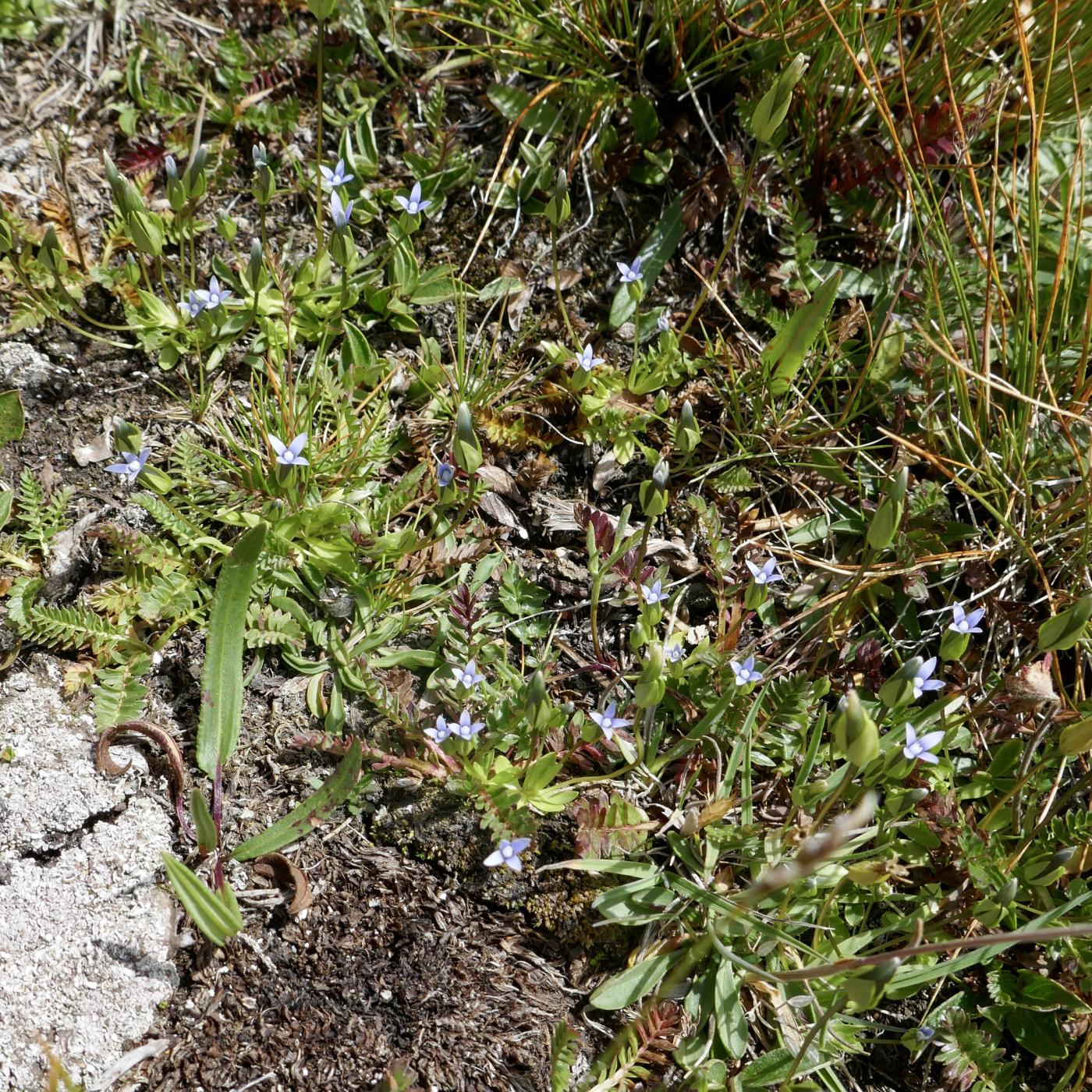 Comastoma tenellum image